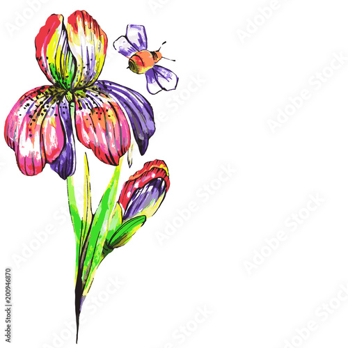 flowers, iris,watercolor,on a white © aboard