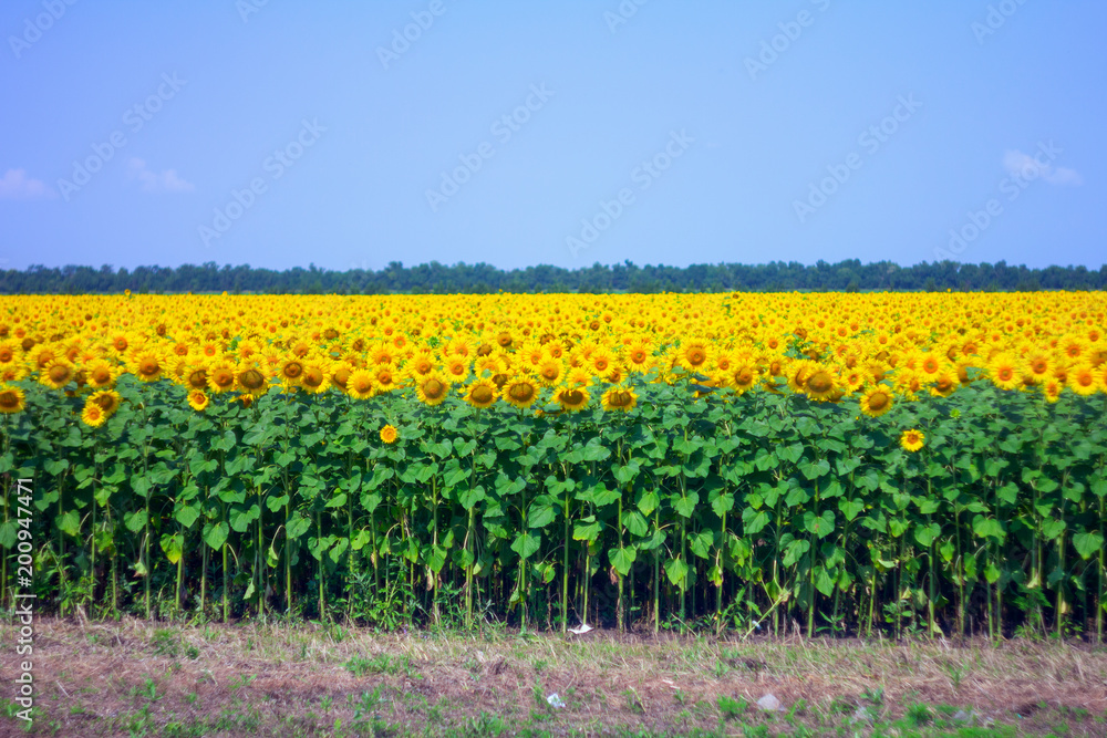 Sunflower field in the afternoon