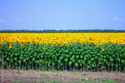 Fototapeta Naklejka Na Ścianę i Meble -  Sunflower field in the afternoon