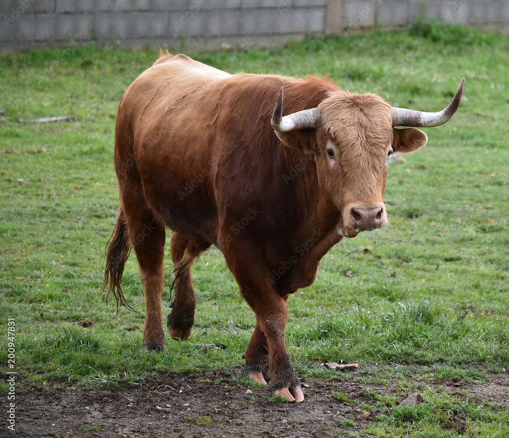 bull in green landcape in spain bull in green landcape in spain