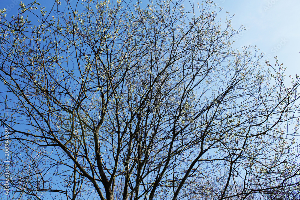 Branches and sky Branches and sky