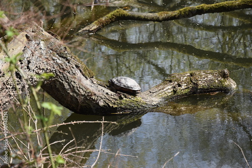 Żółwie zyjace w naturze