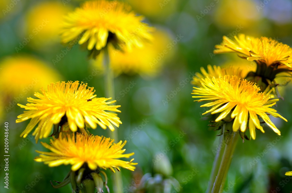 Fototapeta premium Wiese mit vielen Löwenzahnblüten