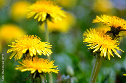 Fototapeta Naklejka Na Ścianę i Meble -  Wiese mit vielen Löwenzahnblüten
