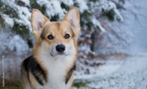 Dog Welsh Corgi Pembroke on a walk in a beautiful winter forest.