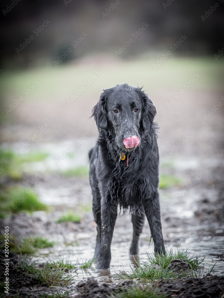 Retriever in the puddle