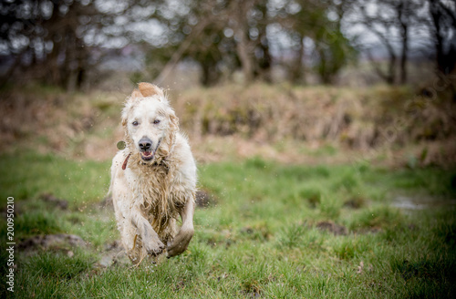 The dirty Retriever