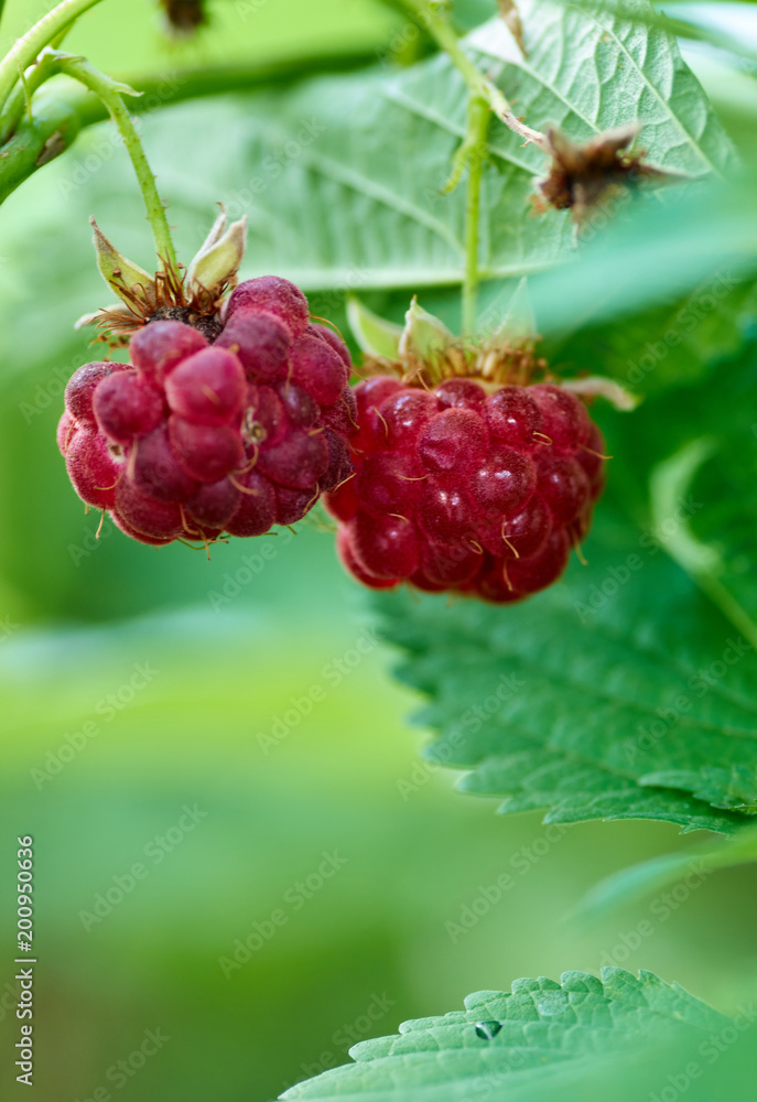 Ripe red raspberries close-up on blurred background. Selective focus,shallow DOF.Season of raspberries in the garden.The time of harvest/Fresh Juicy raspberries on the branch on green nature backgroun Ripe red raspberries close-up on blurred background. Selective focus,shallow DOF.Season of raspberries in the garden.The time of harvest/Fresh Juicy raspberries on the branch on green nature backgroun