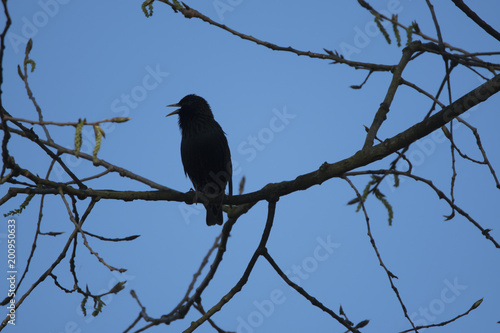 Bird silhouette on the sky background. Bird singing and sitting on a tree. Blue background. Bird: common starling