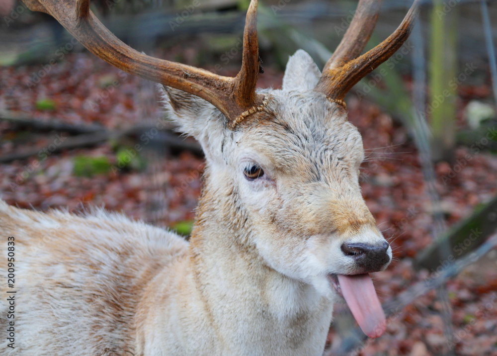 Lustiger Hirsch mit einer ausgestreckten Zunge und einem tollen Geweih