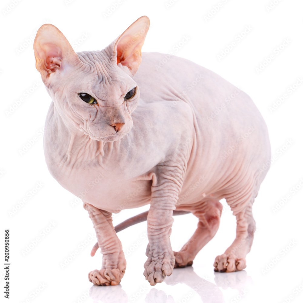 Bald Sphynx kitten on a white