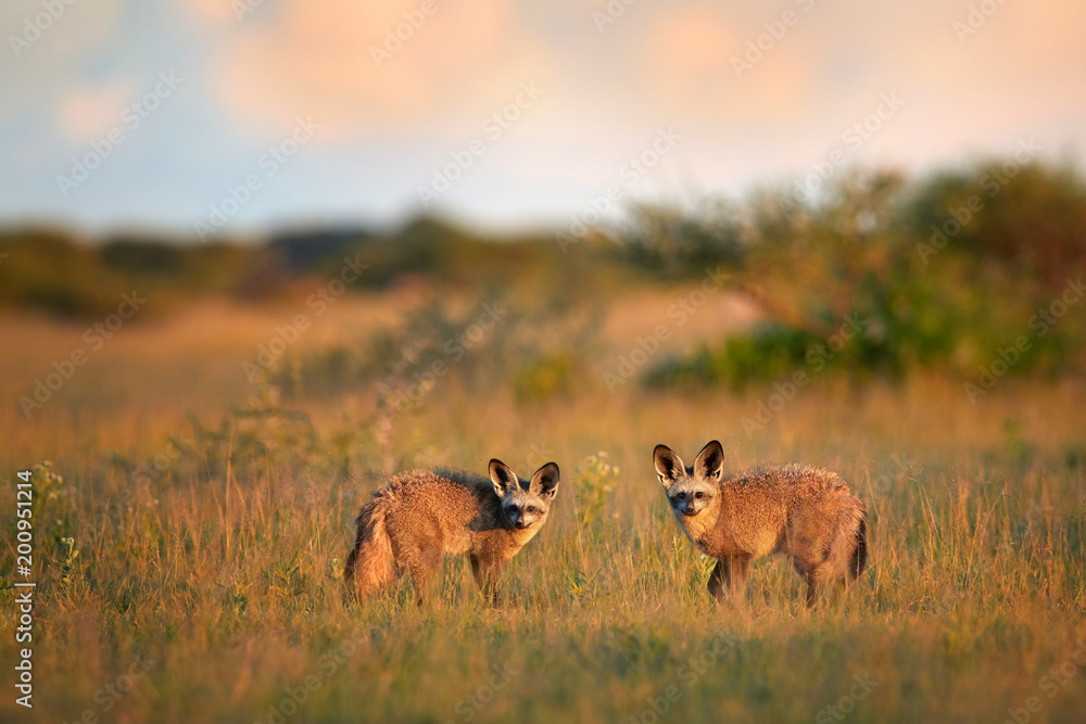 Obraz premium Pair of Bat-eared fox, Otocyon megalotis, small african carnivore in its typical environment, arid savanna in dusk, staring directly at camera. African wildlife photography, Nxai Pan, Botswana.