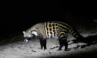 Close up African civet, Civettictis civetta, night photo of wild, largest civet, side view. Nocturnal african predator. Wildlife photography, self drive safari in Moremi national park, Botswana.