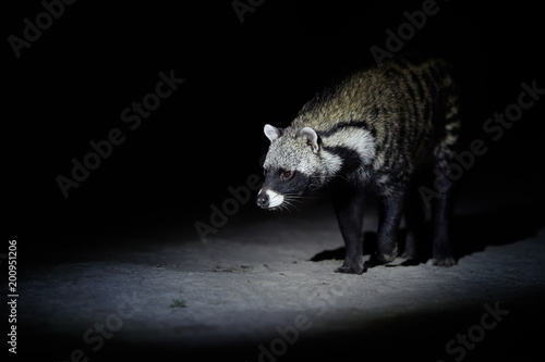 Close up African civet, Civettictis civetta, night photo of wild, largest civet from front view. Nocturnal african predator. Wildlife photography, self drive safari in Moremi national park, Botswana. photo