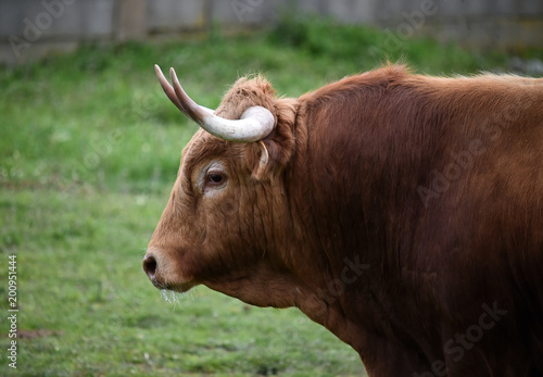 bull in green landcape in spain