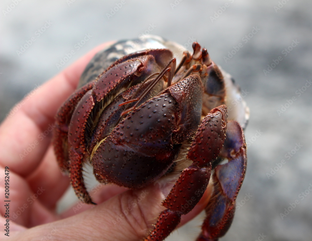 Hermit crab with sticking out claws in hand/ Island Contoy, Mexico