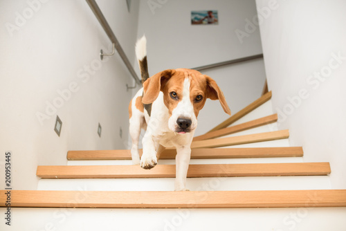 Fototapeta Naklejka Na Ścianę i Meble -  Dog run downstairs