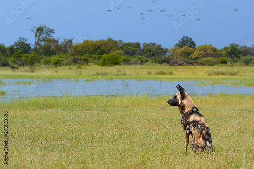 African Wild Dog  Lycaon pictus  alpha female sitting close to lake  alerted by crocodile in the water.  African wildlife photography. Safari in Moremi  Okavango delta  Botswana.