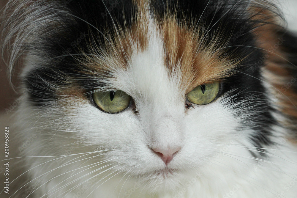 cat is infected, pus eyes, stomatitis cat is infected, pus eyes, stomatitis