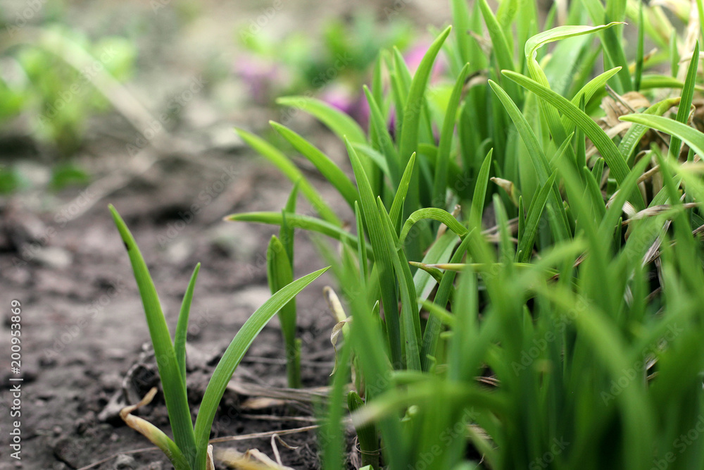 Background of leaves. Leaves close-up. Plants Background of leaves. Leaves close-up. Plants