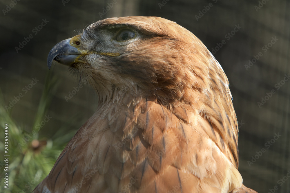 Portret arendbuizerd Portret arendbuizerd