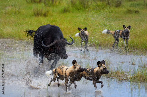 Fotografía African Wild Dog, Lycaon pictus, pack attacking buffalo calf in water, defended by mother