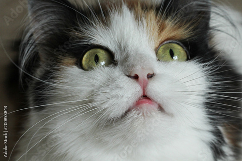 cat is infected, pus eyes, stomatitis