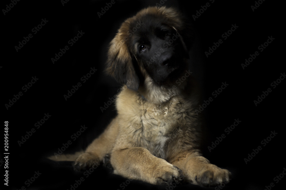 Fototapeta premium Leonberger Puppy Photos