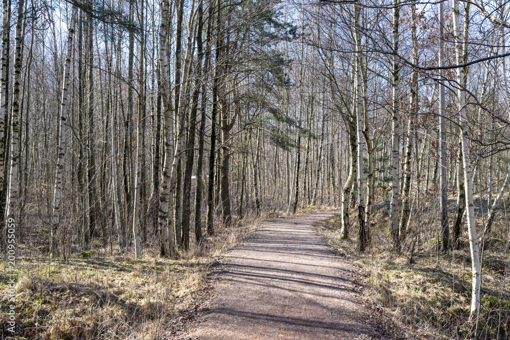 Path through the wood in early spring Path through the wood in early spring