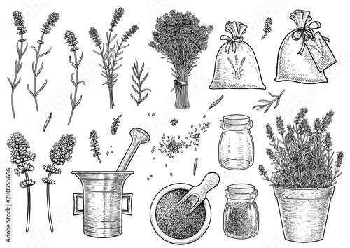 Fototapeta Naklejka Na Ścianę i Meble -  Supplies of lavender collection illustration, drawing, engraving, ink, line art, vector
