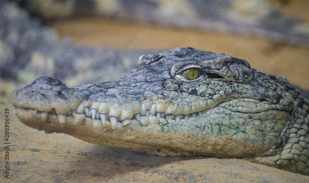 Predator, An alligator is a crocodilian in the genus Alligator of the family Alligatoridae, close up texture of alligator skin Predator, An alligator is a crocodilian in the genus Alligator of the family Alligatoridae, close up texture of alligator skin