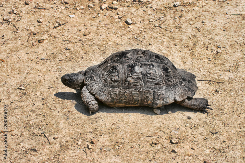 Adult Common Tortoise, Testudo graeca, Greece Adult Common Tortoise, Testudo graeca, Greece