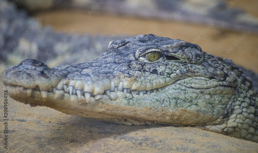 An alligator is a crocodilian in the genus Alligator of the family Alligatoridae, close up texture of alligator skin An alligator is a crocodilian in the genus Alligator of the family Alligatoridae, close up texture of alligator skin