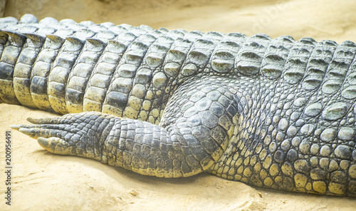 An alligator is a crocodilian in the genus Alligator of the family Alligatoridae, close up texture of alligator skin