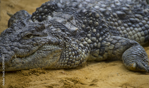 An alligator is a crocodilian in the genus Alligator of the family Alligatoridae   close up texture of alligator skin