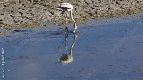 Greater Flamingo (Phoenicopterus roseus) feeding, Castilla La Mancha, Spain photo