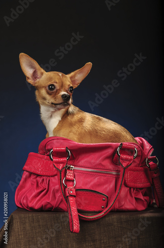 Chihuahuas in studio on a dark grey blue background photo