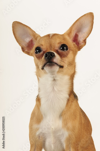 Chihuahua dog in the studio on a light white background photo
