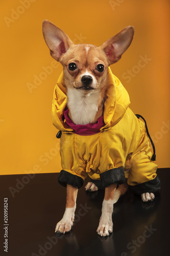 Chihuahua dog in studio on yellow background in yellow clothes photo