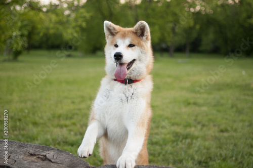 Smiling akita inu dog leaning on a tree trunk