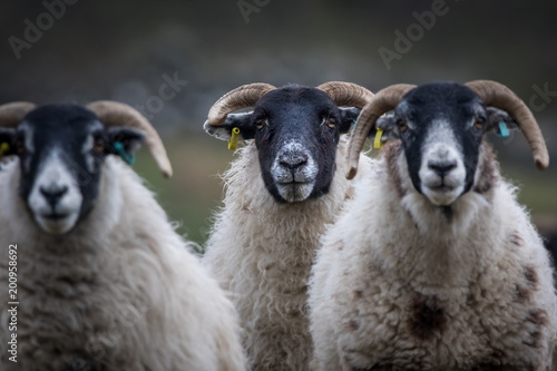 Three sheep in a flock