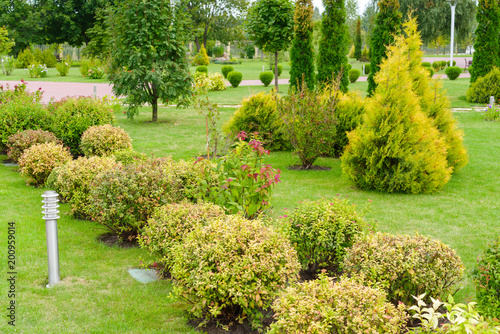 green shorn plants for the decoration of flower beds and lawns in the landscape of the city