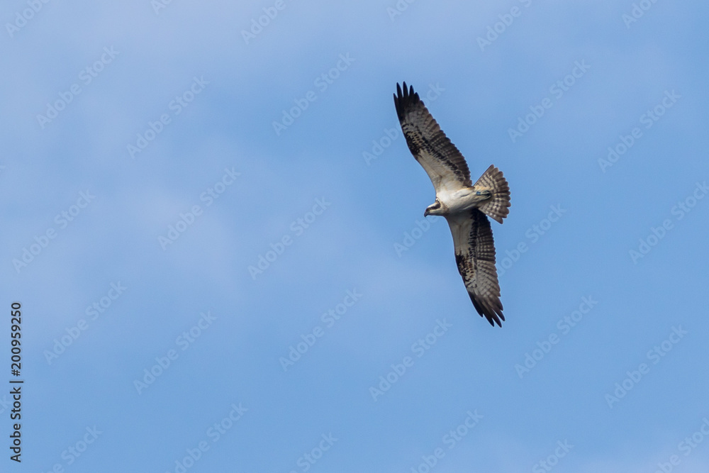 Osprey (Pandion haliaetus) soaring against a blue sky Osprey (Pandion haliaetus) soaring against a blue sky