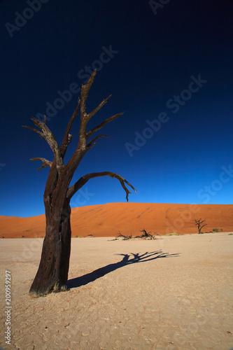 Trees of the Namibian desert