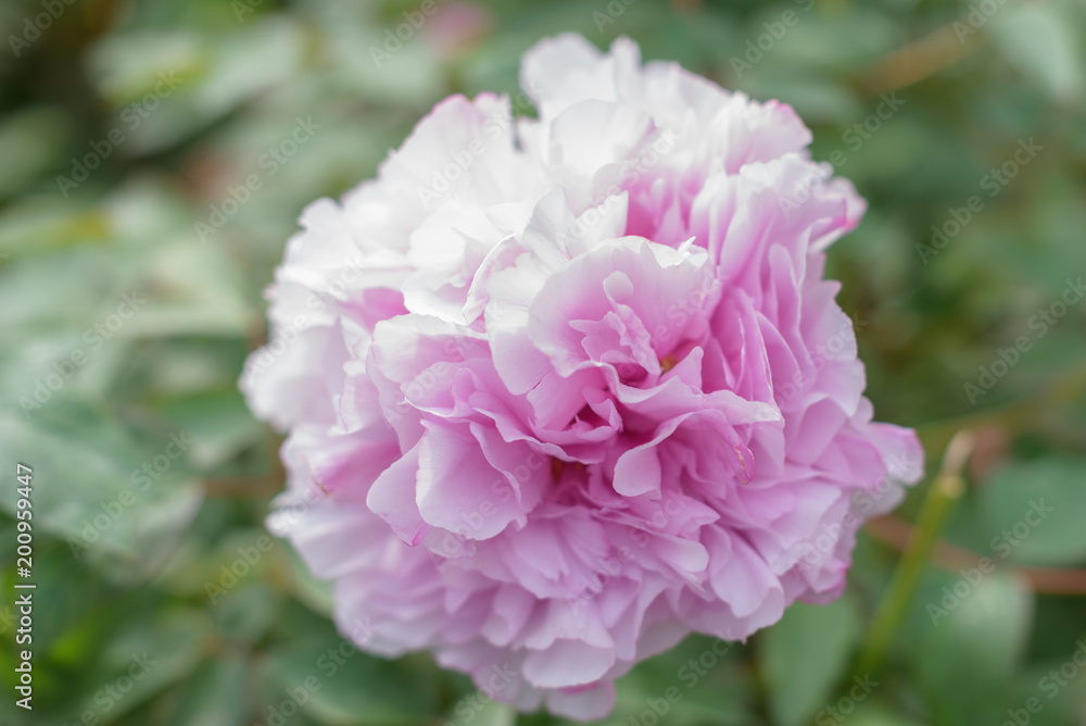 rose peony bush