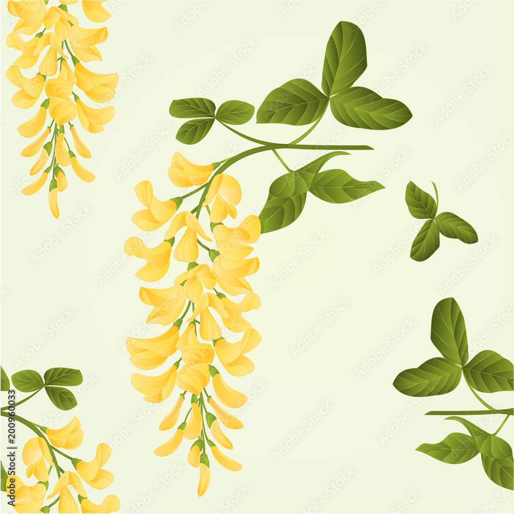 Fotografie Seamless texture Laburnum branch decorative shrub nature background vector illus