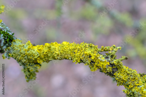 Close up shot of lichen on a twig