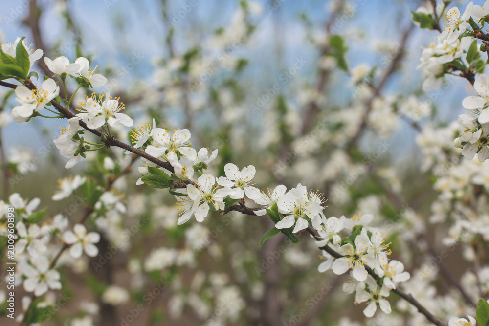 Blossoming tree in spring close-up Blossoming tree in spring close-up