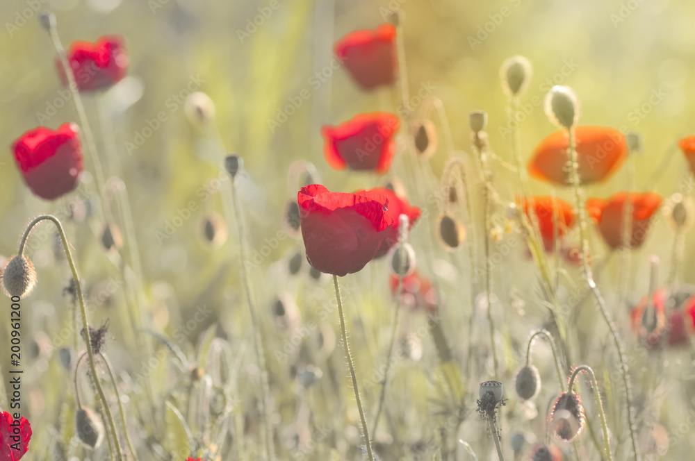 Obraz premium Flower - Stock Image