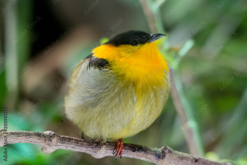 yellow, green and black perching bird